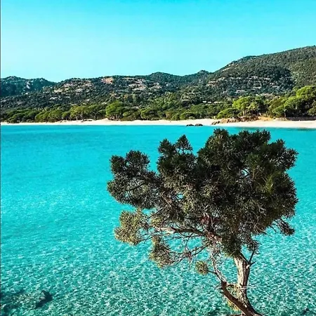 Les Palmiers Pool View Of Bavella