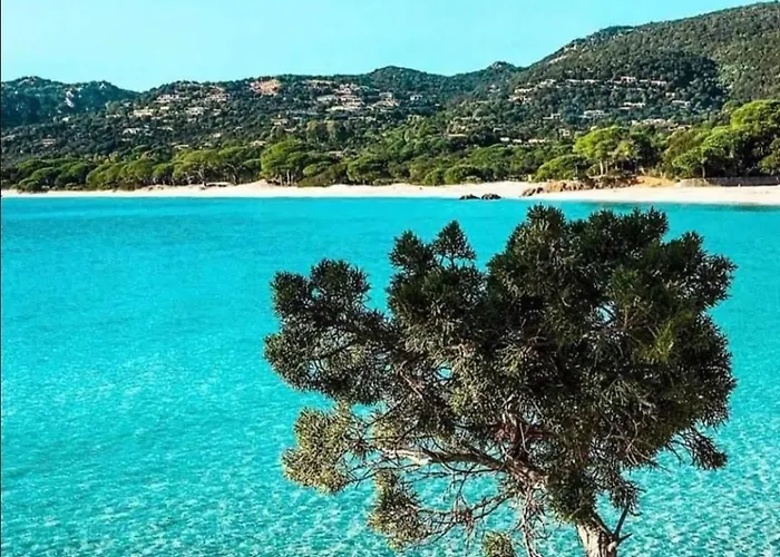 Les Palmiers Pool View Of Bavella